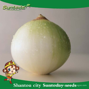 Suntoday vegetable F1 Organic garden buying online red purple onion seeds long shelf supplier(81003)